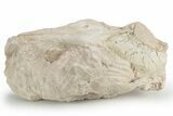 Fossil Oreodont Upper Skull - Unprepared #249261-2